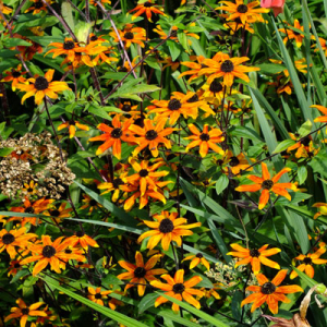 Rudbeckia triloba 'Prairie Glow'