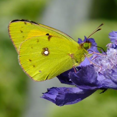 Scabiosa perfecta Blue with 'Clouded Yellow'