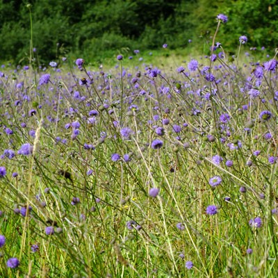 Succisa pratensis - Devil's Bit Scabious on Holwell Drove