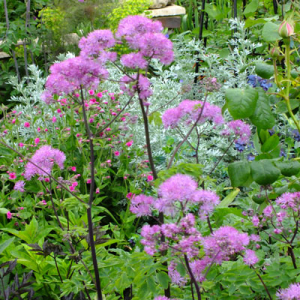 Thalictrum aquilegifolium 'Thundercloud'