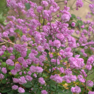 Thalictrum delavayi 'Hewitt's Double'
