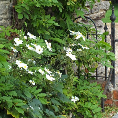 Anemone x hybrida 'Honorine Jobert' - Dorset Perennials