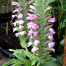 Acanthus dioscoridis
