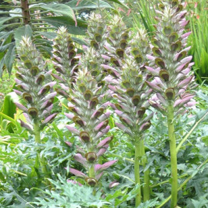 Acanthus spinosus