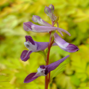 Corydalis shimienensis 'Berry Exciting'