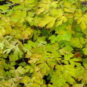 Corydalis shimienensis 'Berry Exciting'