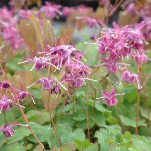 Epimedium grandiflorum 'Lilafee' (Lilac fairy)