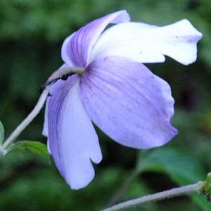 Anemone 'Wild Swan'