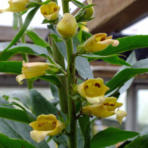 Digitalis 'Spice Island'