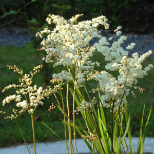 Filipendula vulgaris 'Multiplex'
