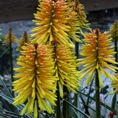 Kniphofia 'Wrexham Buttercup'