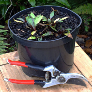 3L Pot