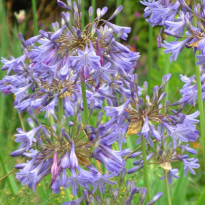 Agapanthus