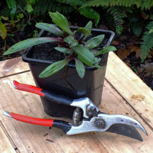 1L Square Pot