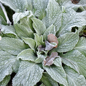 Digitalis with frost