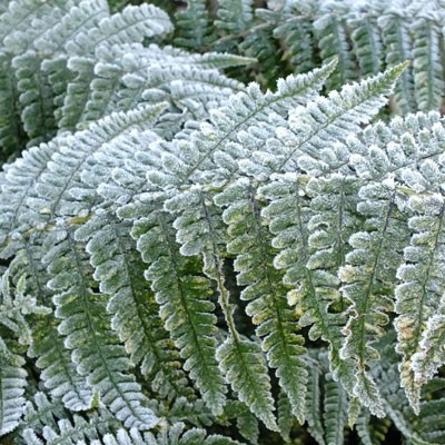 Dryopteris affinis with frost