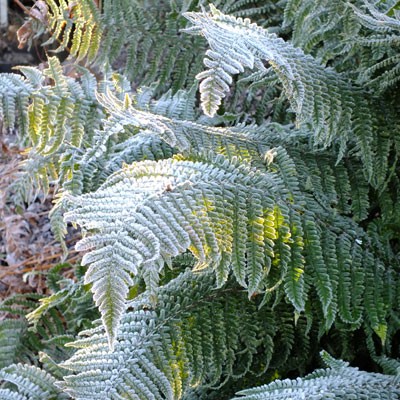 Dryopteris affinis with frost
