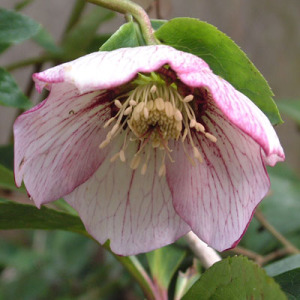 Helleborus orientalis (Lenten Rose) - Picotees