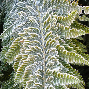 Polystichum Plomosodensum with frost