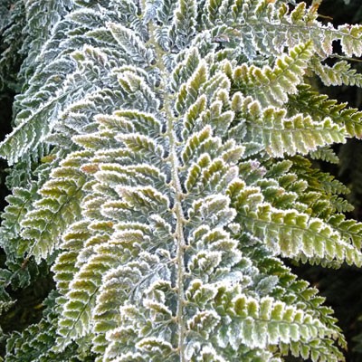 Polystichum Plomosodensum with frost