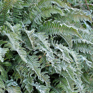 Polystichum munitum in frost