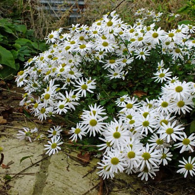 Chrysanthemum yezoense (Dendranthema yezoense)