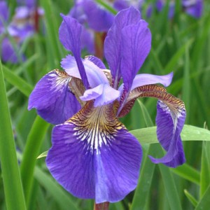 Iris 'Blue King' (sibirica)