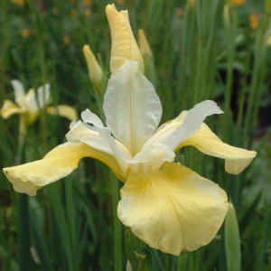 Iris 'Butter and Sugar' (sibirica)