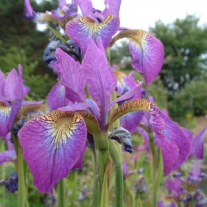 Iris 'Sparkling Rose' (sibirica)
