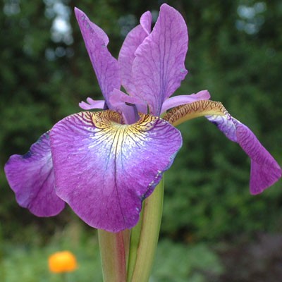 Iris 'Sparkling Rose' (sibirica)