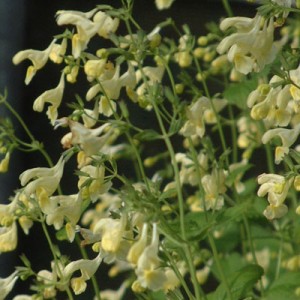 Nepeta govaniana