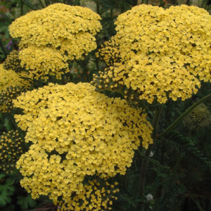 Achillea 'Credo'