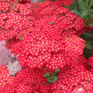 Achillea 'Faust'