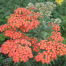 Achillea 'Walther Funcke'