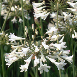 Agapanthus 'Glacier Stream'