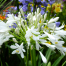 Agapanthus 'White Umbrella'