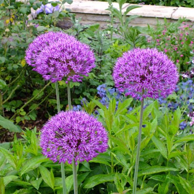 Allium hollandicum 'Purple Sensation'