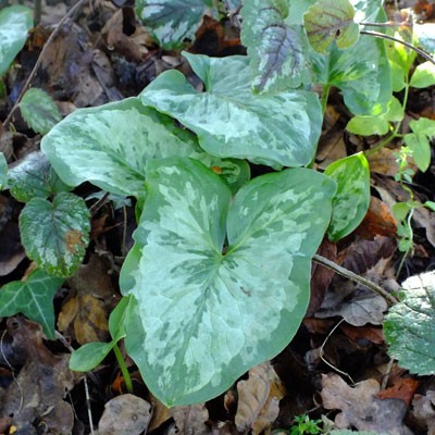 Arum 'Chameleon'