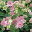 Astrantia 'Buckland'