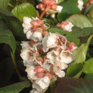 Bergenia 'Harzkrystall'