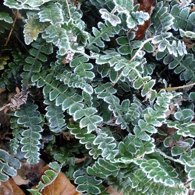 Blechnum penna-marina in the frost