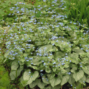 Brunnera macrophylla 'Jack Frost'