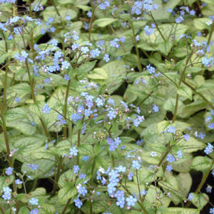 Brunnera macrophylla 'Looking Glass'