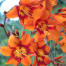 Crocosmia x crocosmiiflora 'Emily McKenzie'