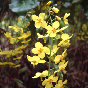 Epimedium perralchicum 'Frohnleiten'