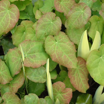 Epimedium perralchicum 'Wisley' with Iris pseudacorus 'Variegata'