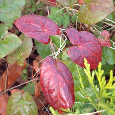 Epimedium versicolor 'Sulphureum' autumn leaves