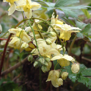 Epimedium versicolor 'Sulphureum'