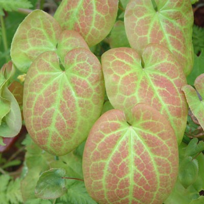 9cm pot Epimedium versicolor /'Sulphureum/' Barrenwort