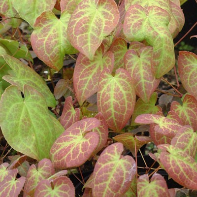Epimedium versicolor 'Sulphureum' spring leaves